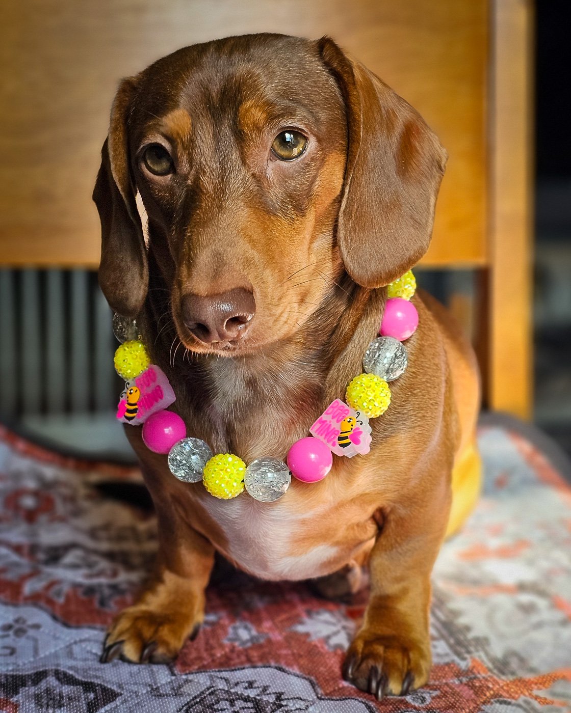 A red dachshund sitting on a patterned blanket wearing a pink and yellow beaded collar with bee charms, Windy City Tailz styled photo.