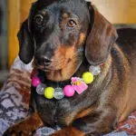 A dachshund lying on a patterned blanket wearing a pink and yellow beaded collar with a bee charm, Windy City Tailz styled photo.