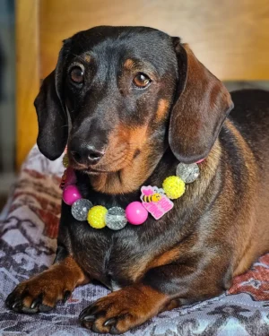 A dachshund lying on a patterned blanket wearing a pink and yellow beaded collar with a bee charm, Windy City Tailz styled photo.
