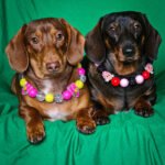 Two dachshunds wearing colorful beaded collars with heart and bee charms against a green backdrop, Windy City Tailz styled photo.