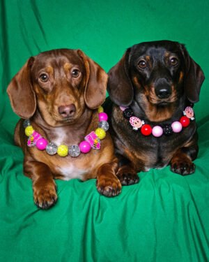 Two dachshunds wearing colorful beaded collars with heart and bee charms against a green backdrop, Windy City Tailz styled photo.