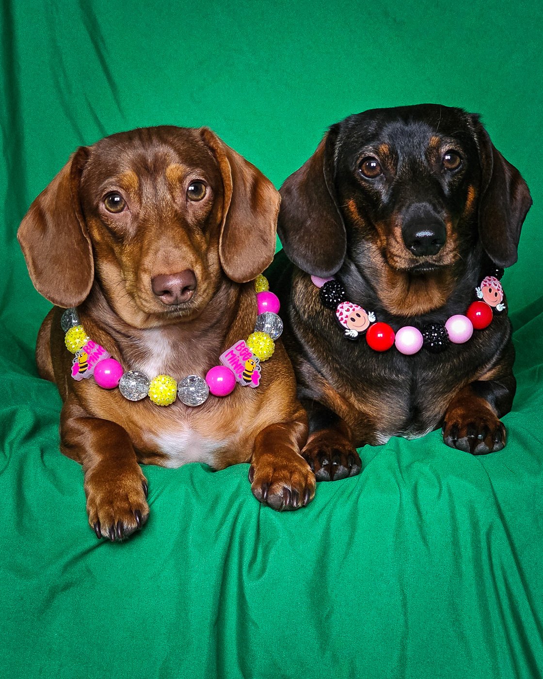 Two dachshunds wearing colorful beaded collars with heart and bee charms against a green backdrop, Windy City Tailz styled photo.