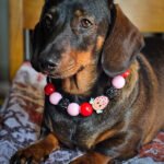 A dark chocolate dachshund lying on a patterned blanket wearing a pink, red, and black beaded collar with a heart charm, Windy City Tailz styled photo.