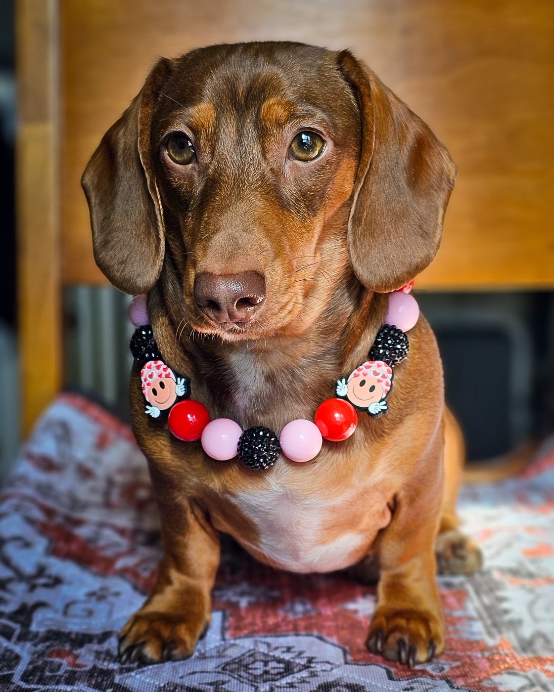 A red dachshund sitting on a patterned blanket wearing a pink, red, and black beaded collar with heart charms, Windy City Tailz styled photo.
