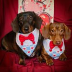 Two dachshunds wear blue plaid Valentine overalls with red heart accents and bow ties against a deep red backdrop, Windy City Tailz Valentine photo.