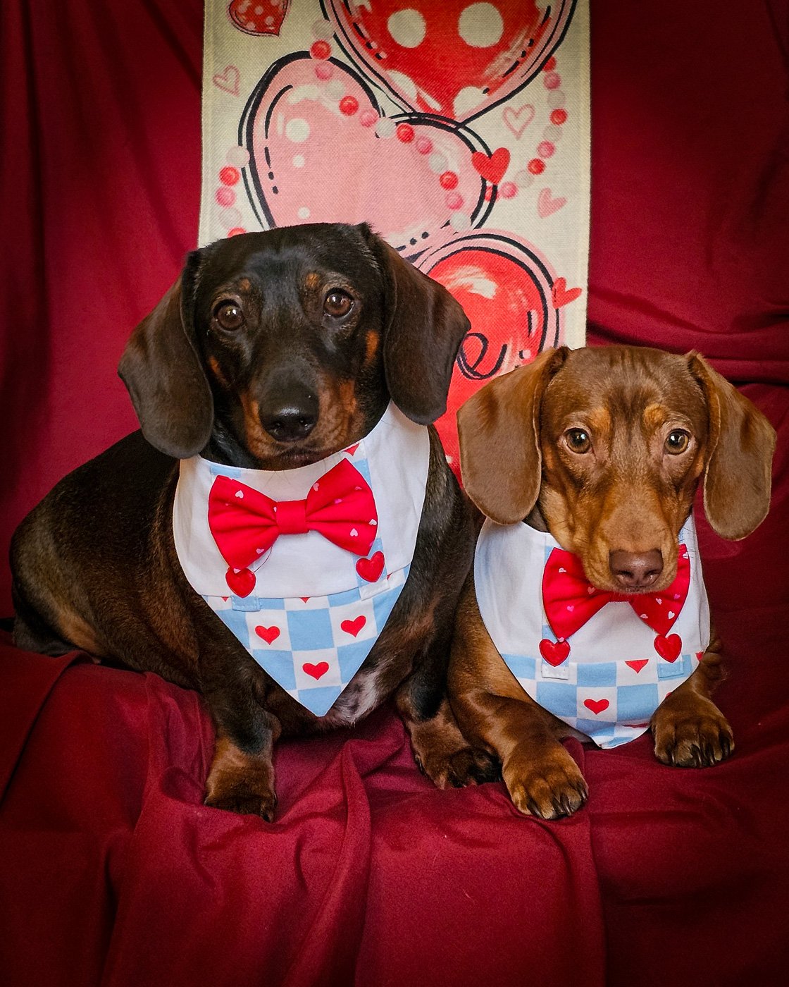 Two dachshunds wear blue plaid Valentine overalls with red heart accents and bow ties against a deep red backdrop, Windy City Tailz Valentine photo.