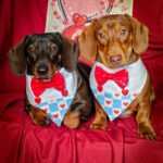 Two dachshunds wear blue plaid Valentine overalls with red heart accents and bow ties against a deep red backdrop, Windy City Tailz Valentine photo.
