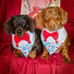 Two dachshunds wear blue plaid Valentine overalls with red heart accents and bow ties against a deep red backdrop, Windy City Tailz Valentine photo.