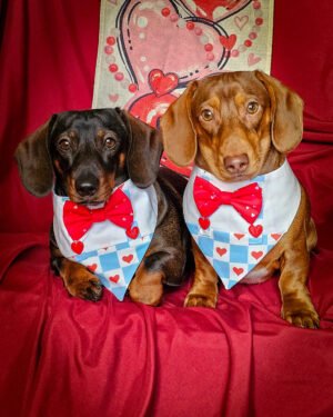 Two dachshunds wear blue plaid Valentine overalls with red heart accents and bow ties against a deep red backdrop, Windy City Tailz Valentine photo.