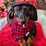 A dark chocolate and tan dachshund sits on a festive backdrop wearing a red plaid bandana and matching winter hat, Windy City Tailz Valentine photo.