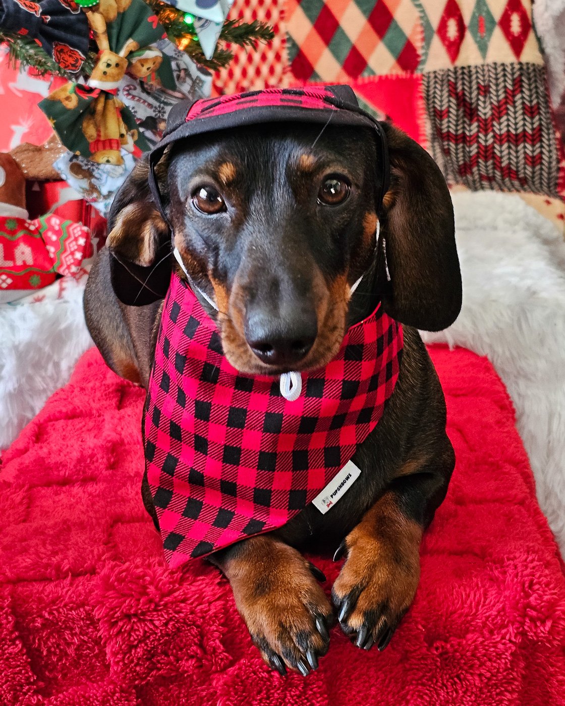 A dark chocolate and tan dachshund sits on a festive backdrop wearing a red plaid bandana and matching winter hat, Windy City Tailz Valentine photo.