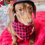 A red dachshund sits on a festive backdrop wearing a red plaid bandana and matching winter hat, Windy City Tailz Valentine photo.