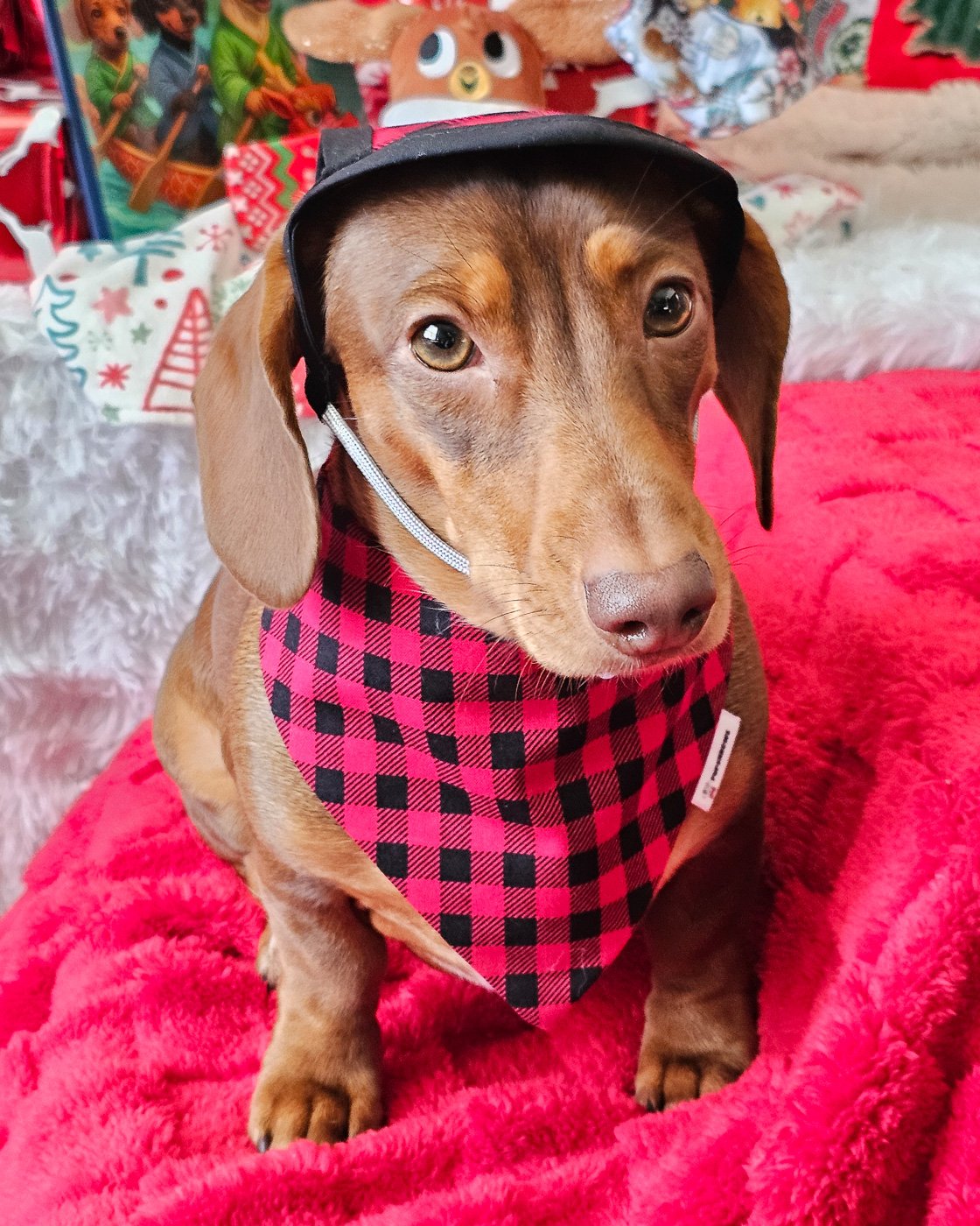 A red dachshund sits on a festive backdrop wearing a red plaid bandana and matching winter hat, Windy City Tailz Valentine photo.