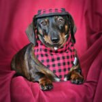 A dachshund rests on a deep red backdrop wearing a red plaid bandana and matching winter hat, Windy City Tailz Valentine photo.