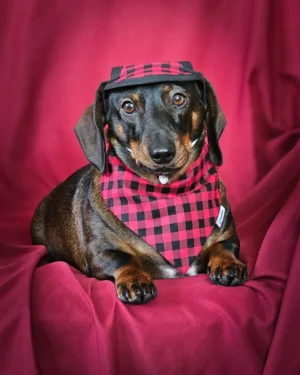 A dachshund rests on a deep red backdrop wearing a red plaid bandana and matching winter hat, Windy City Tailz Valentine photo.