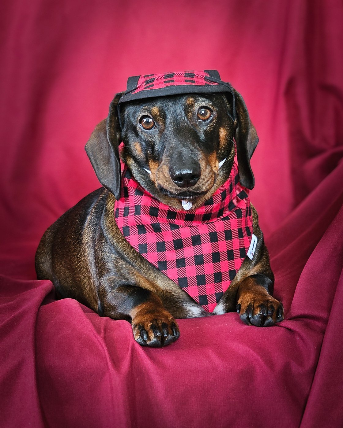 A dachshund rests on a deep red backdrop wearing a red plaid bandana and matching winter hat, Windy City Tailz Valentine photo.