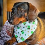 A dachshund lying on a patterned blanket wearing a white St. Patrick’s Day bandana with green hats, Windy City Tailz festive photo.