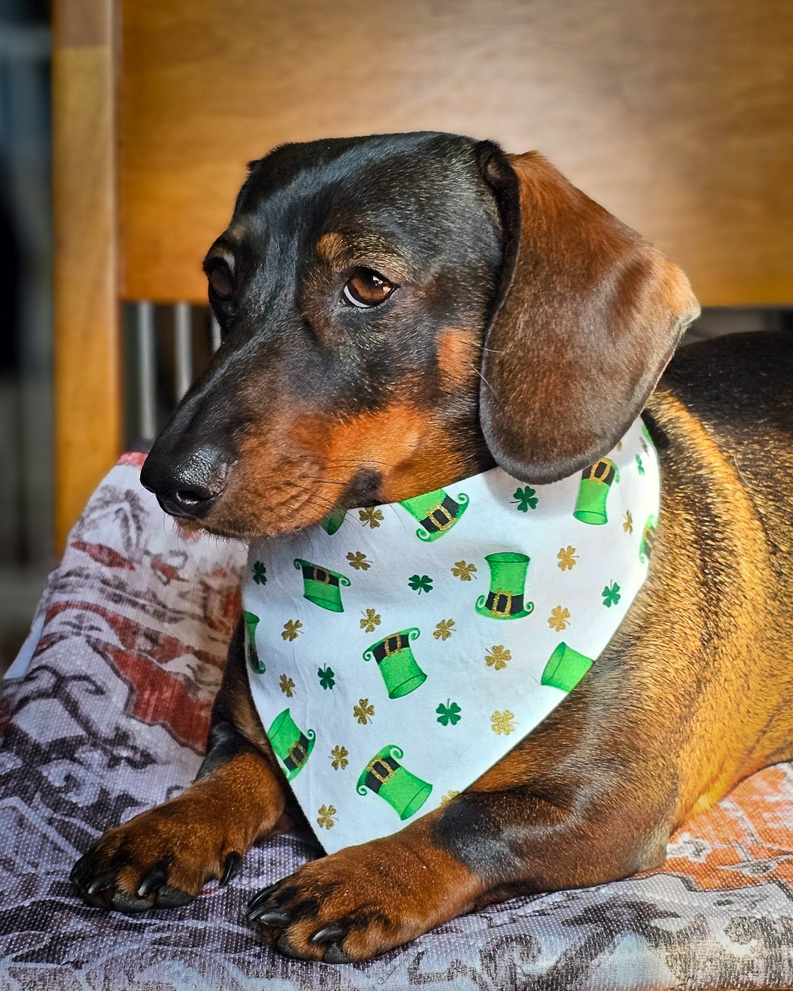 A dachshund lying on a patterned blanket wearing a white St. Patrick’s Day bandana with green hats, Windy City Tailz festive photo.