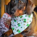 A dachshund lying on a patterned blanket wearing a white St. Patrick’s Day bandana with green hats, Windy City Tailz festive photo.