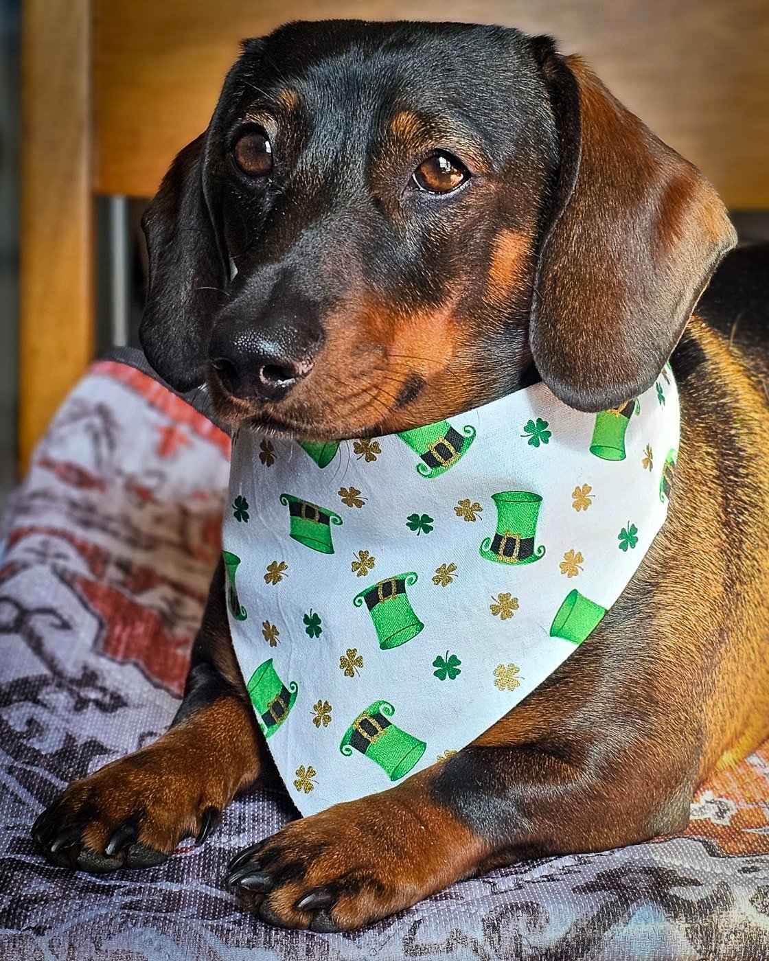 A dachshund lying on a patterned blanket wearing a white St. Patrick’s Day bandana with green hats, Windy City Tailz festive photo.