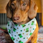 A dachshund sitting on a patterned blanket wearing a white St. Patrick’s Day bandana with green hats, Windy City Tailz festive photo.