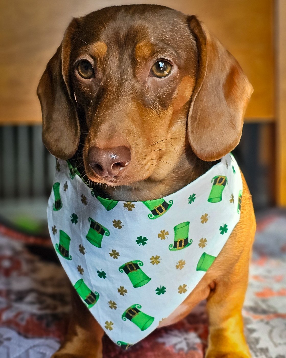 A dachshund sitting on a patterned blanket wearing a white St. Patrick’s Day bandana with green hats, Windy City Tailz festive photo.