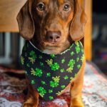 A dachshund sitting on a patterned blanket wearing a black clover print bandana, Windy City Tailz festive photo.