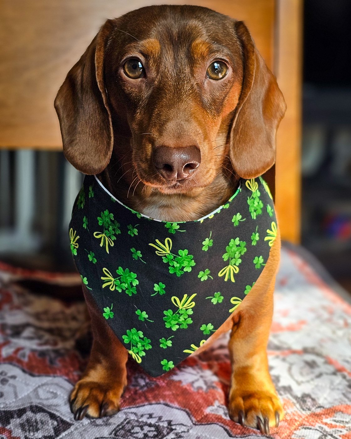 A dachshund sitting on a patterned blanket wearing a black clover print bandana, Windy City Tailz festive photo.