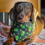 A dachshund lying on a patterned blanket wearing a black clover print bandana, Windy City Tailz festive photo.