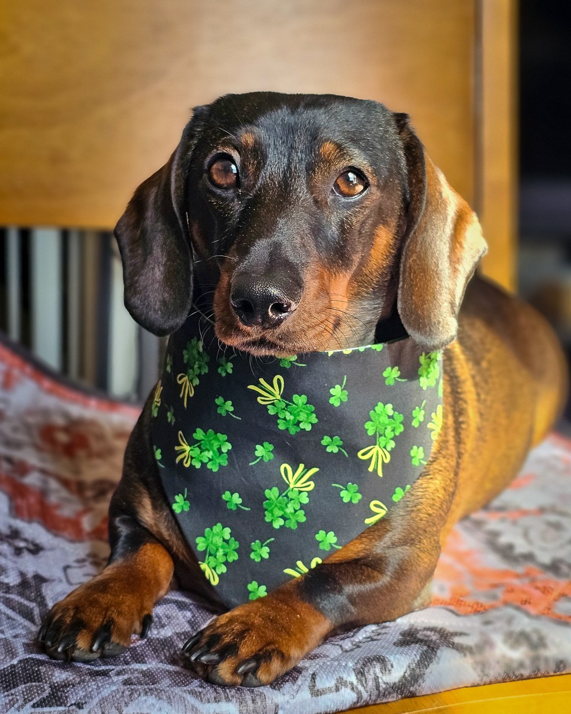 A dachshund lying on a patterned blanket wearing a black clover print bandana, Windy City Tailz festive photo.