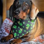 A dachshund lying on a patterned blanket wearing a black clover print bandana, Windy City Tailz festive photo.