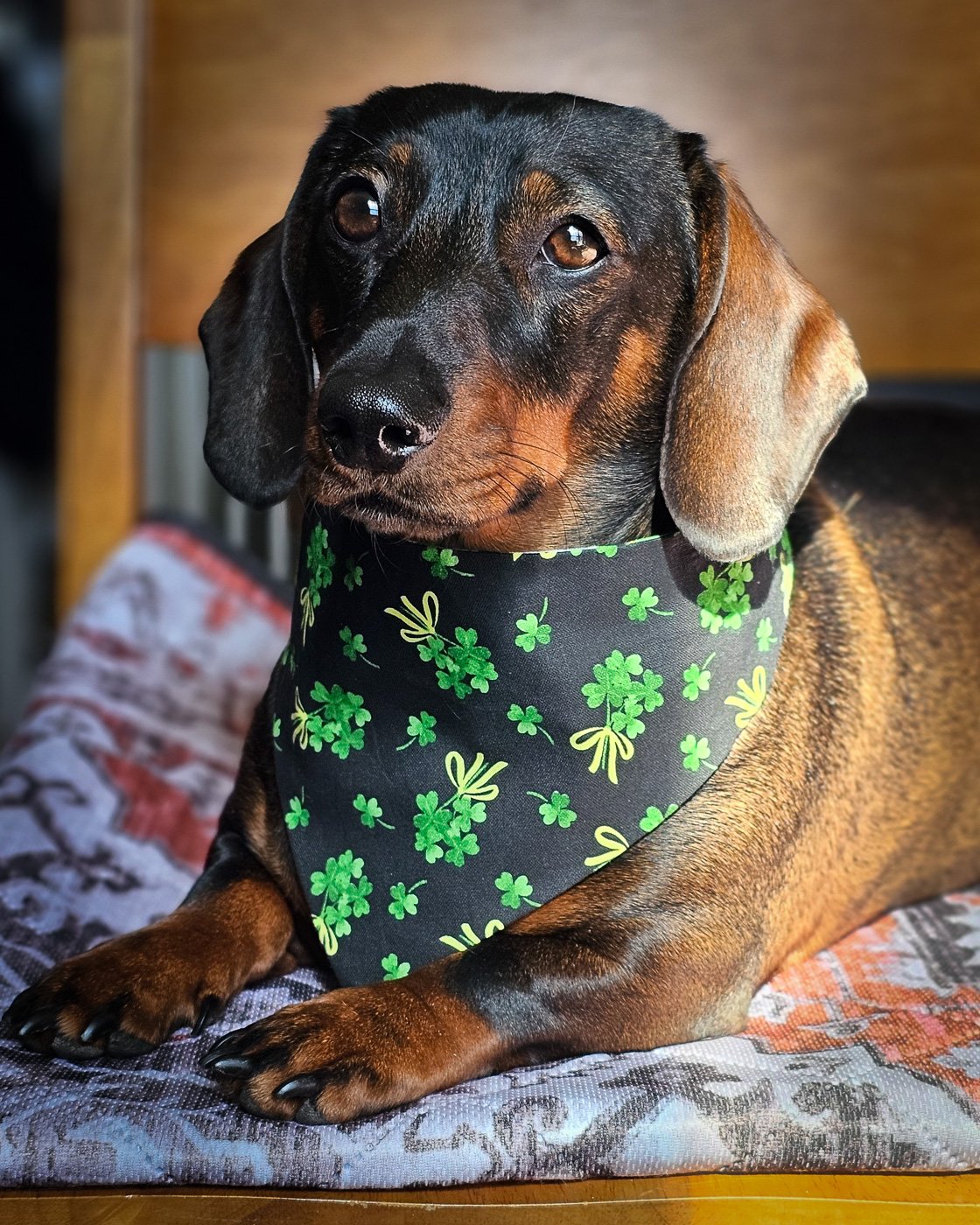 A dachshund lying on a patterned blanket wearing a black clover print bandana, Windy City Tailz festive photo.