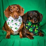 Two dachshunds sitting on a green backdrop wearing St. Patrick’s Day bandanas with shamrock prints, Windy City Tailz festive photo.