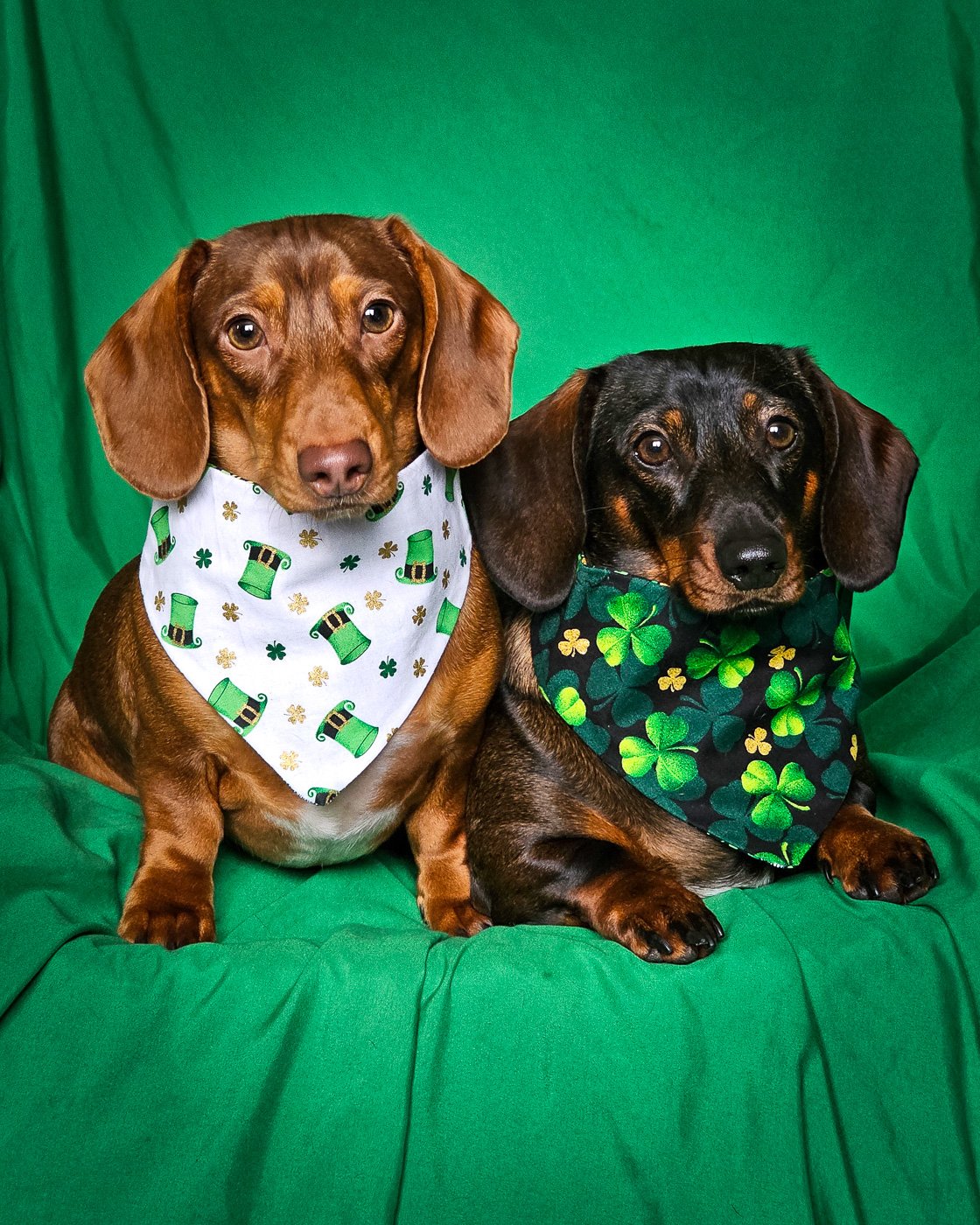 Two dachshunds sitting on a green backdrop wearing St. Patrick’s Day bandanas with shamrock prints, Windy City Tailz festive photo.