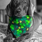 A dachshund lying on a patterned blanket wearing a shamrock print bandana, Windy City Tailz festive photo.