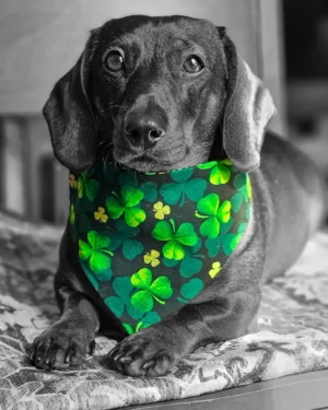 A dachshund lying on a patterned blanket wearing a shamrock print bandana, Windy City Tailz festive photo.