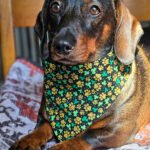 A dachshund lying on a patterned blanket wearing a black shamrock and paw print bandana, Windy City Tailz festive photo.