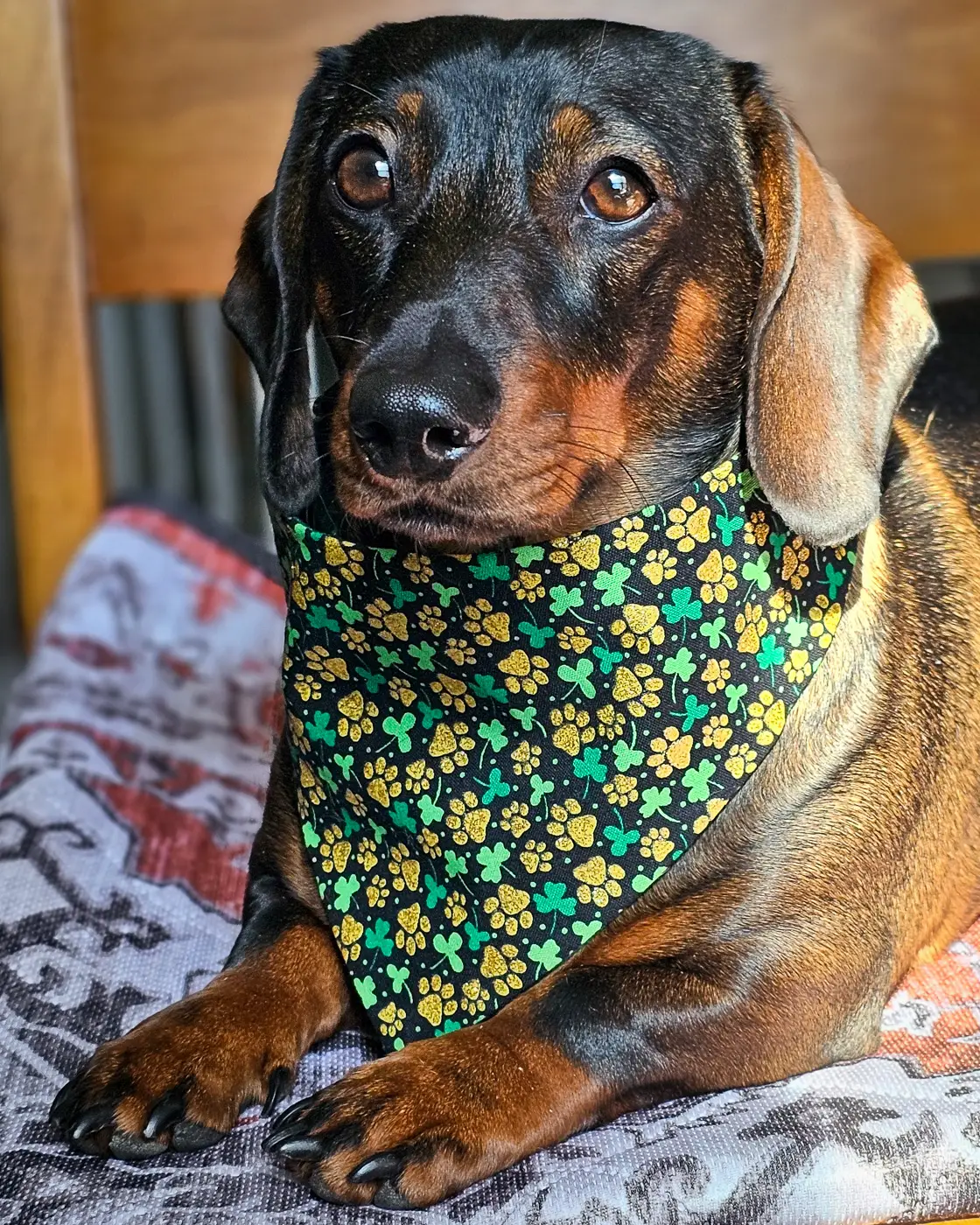 A dachshund lying on a patterned blanket wearing a black shamrock and paw print bandana, Windy City Tailz festive photo.