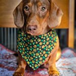 A dachshund sitting on a patterned blanket wearing a black shamrock and paw print bandana, Windy City Tailz festive photo.