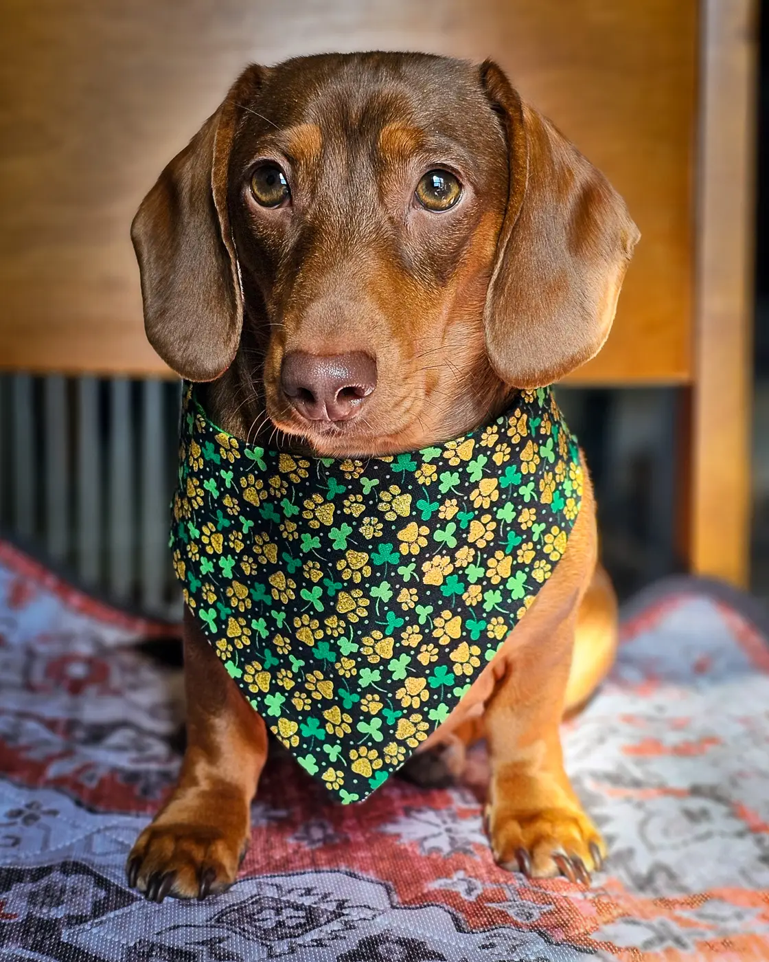 A dachshund sitting on a patterned blanket wearing a black shamrock and paw print bandana, Windy City Tailz festive photo.