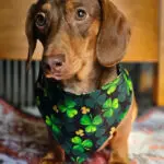 A dachshund sitting on a patterned blanket wearing a shamrock print bandana, Windy City Tailz festive photo.