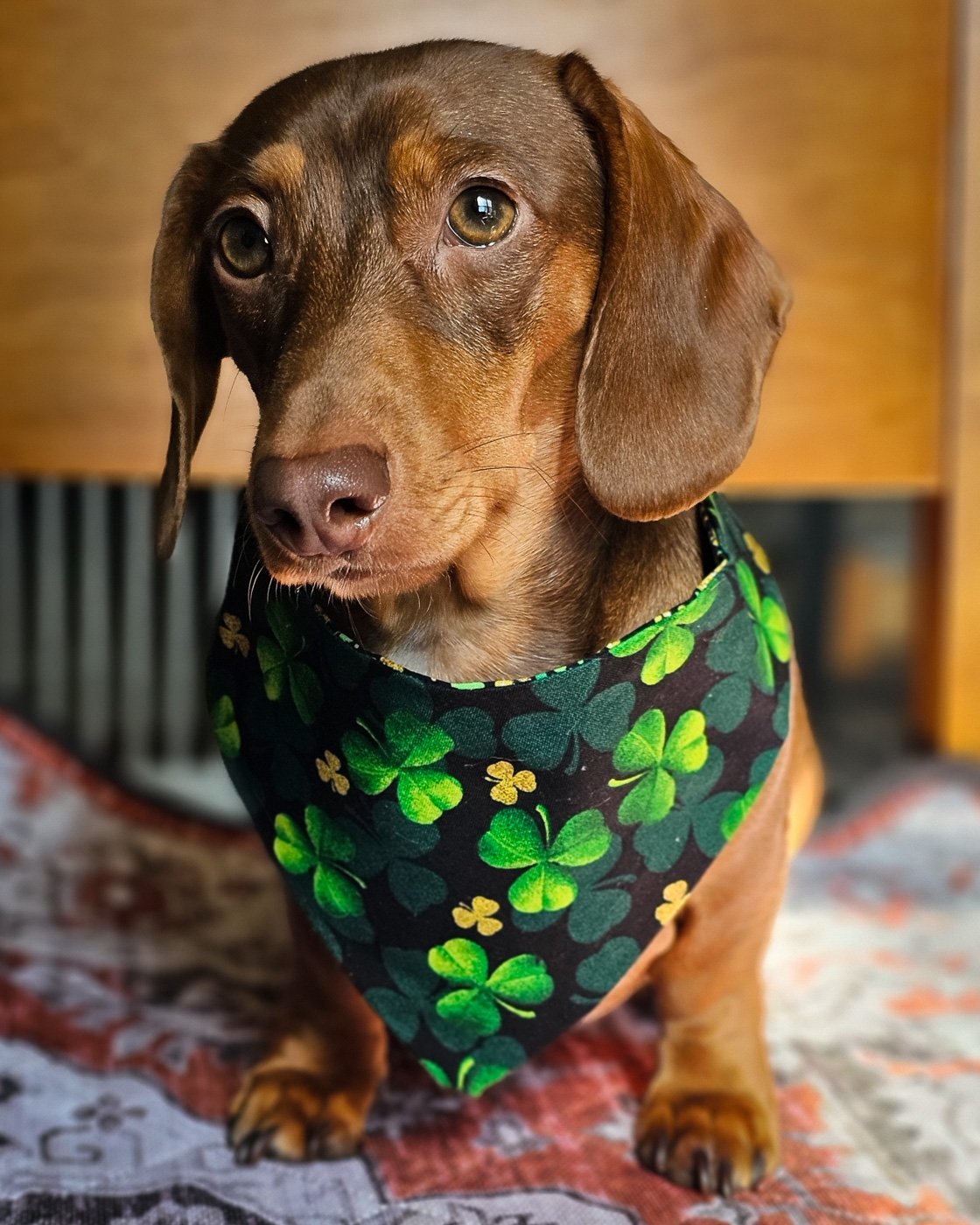 A dachshund sitting on a patterned blanket wearing a shamrock print bandana, Windy City Tailz festive photo.
