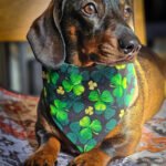 A dachshund lying on a patterned blanket wearing a shamrock print bandana, Windy City Tailz festive photo.