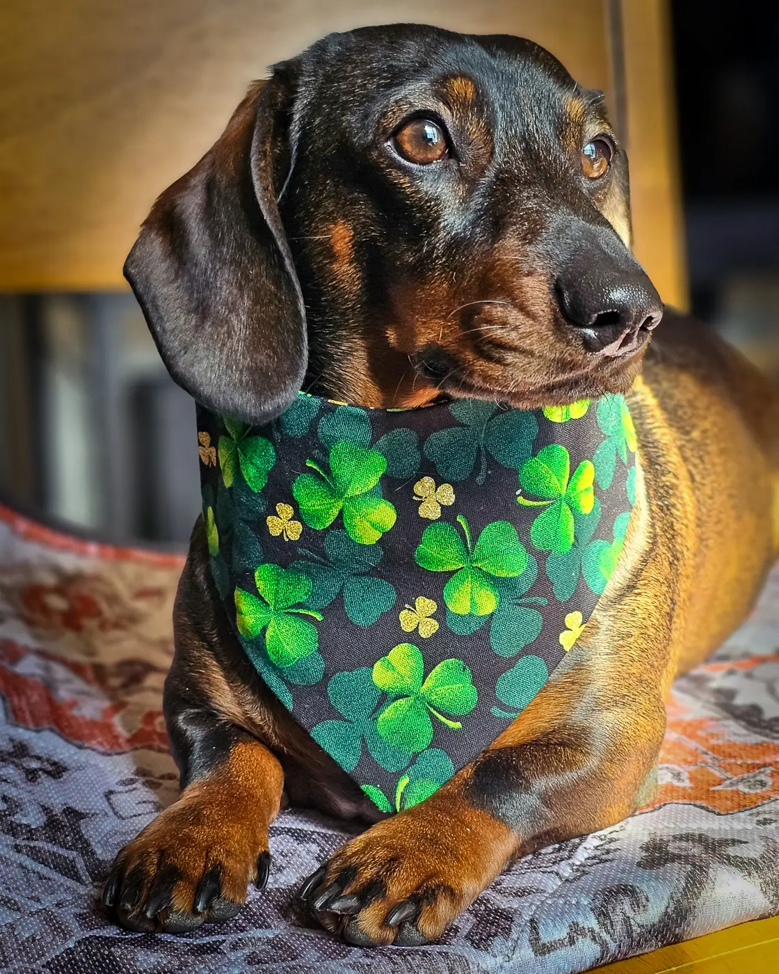 A dachshund lying on a patterned blanket wearing a shamrock print bandana, Windy City Tailz festive photo.