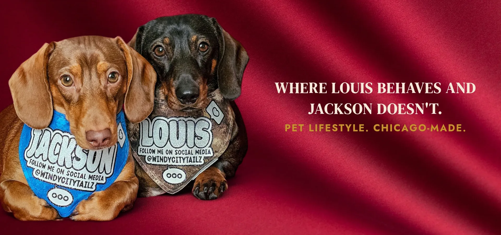 Windy City Tailz dachshunds lifestyle photo