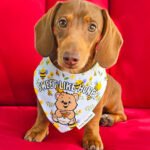 Red dachshund wearing a Corny Dog Cloth Sweet Like Honey bee bandana on a red chair. Windy City Tailz outfit photo.