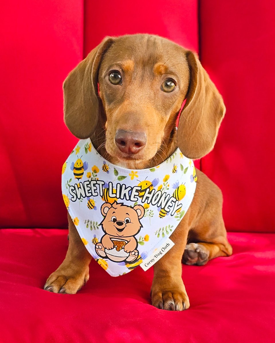 Red dachshund wearing a Corny Dog Cloth Sweet Like Honey bee bandana on a red chair. Windy City Tailz outfit photo.