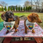 Two dachshunds wearing Corny Dog Cloth autism awareness bandanas outdoors. Windy City Tailz outfit photo.
