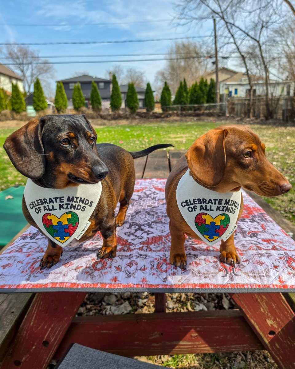 Two dachshunds wearing Corny Dog Cloth autism awareness bandanas outdoors. Windy City Tailz outfit photo.