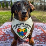 Dark chocolate and tan dachshund wearing a Corny Dog Cloth autism awareness bandana outdoors. Windy City Tailz outfit photo.